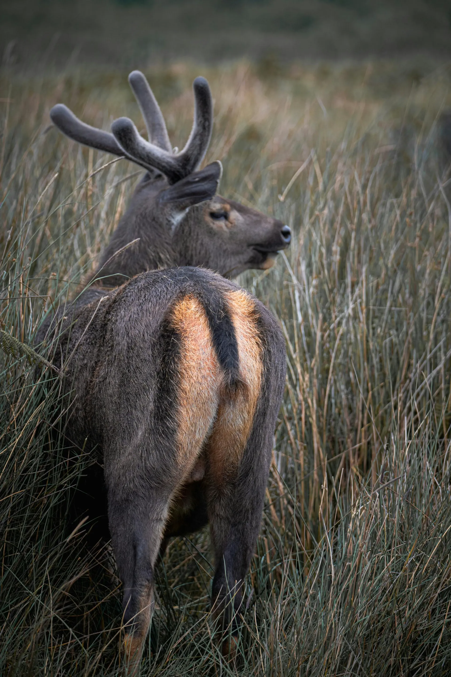 Sambar Deer