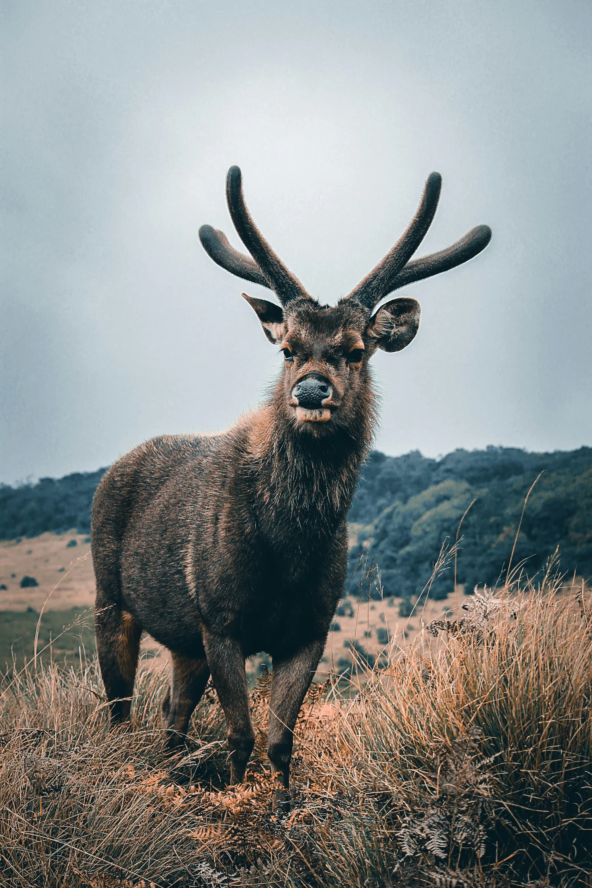 Sambar Deer