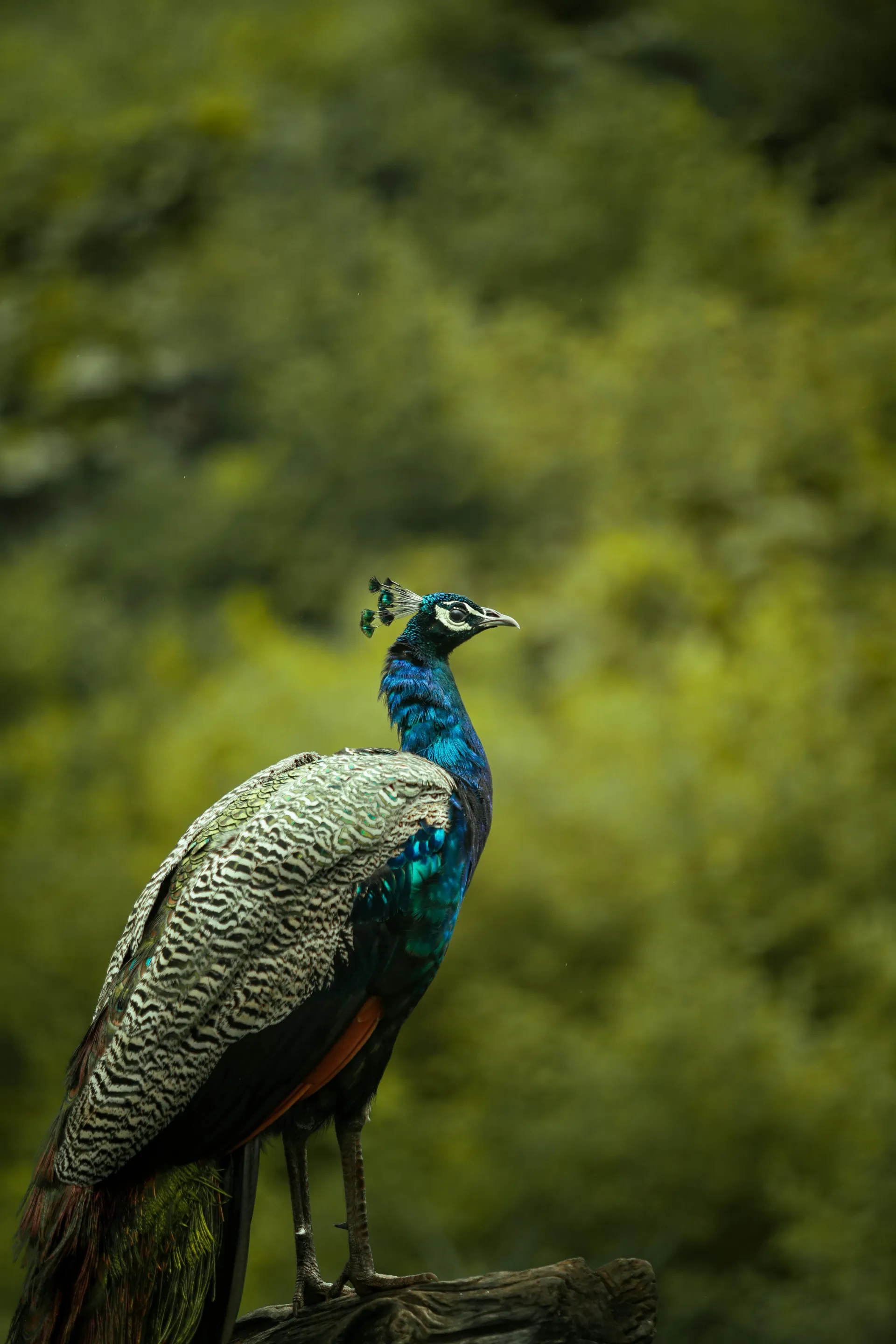 Peacock in Sri Lanka