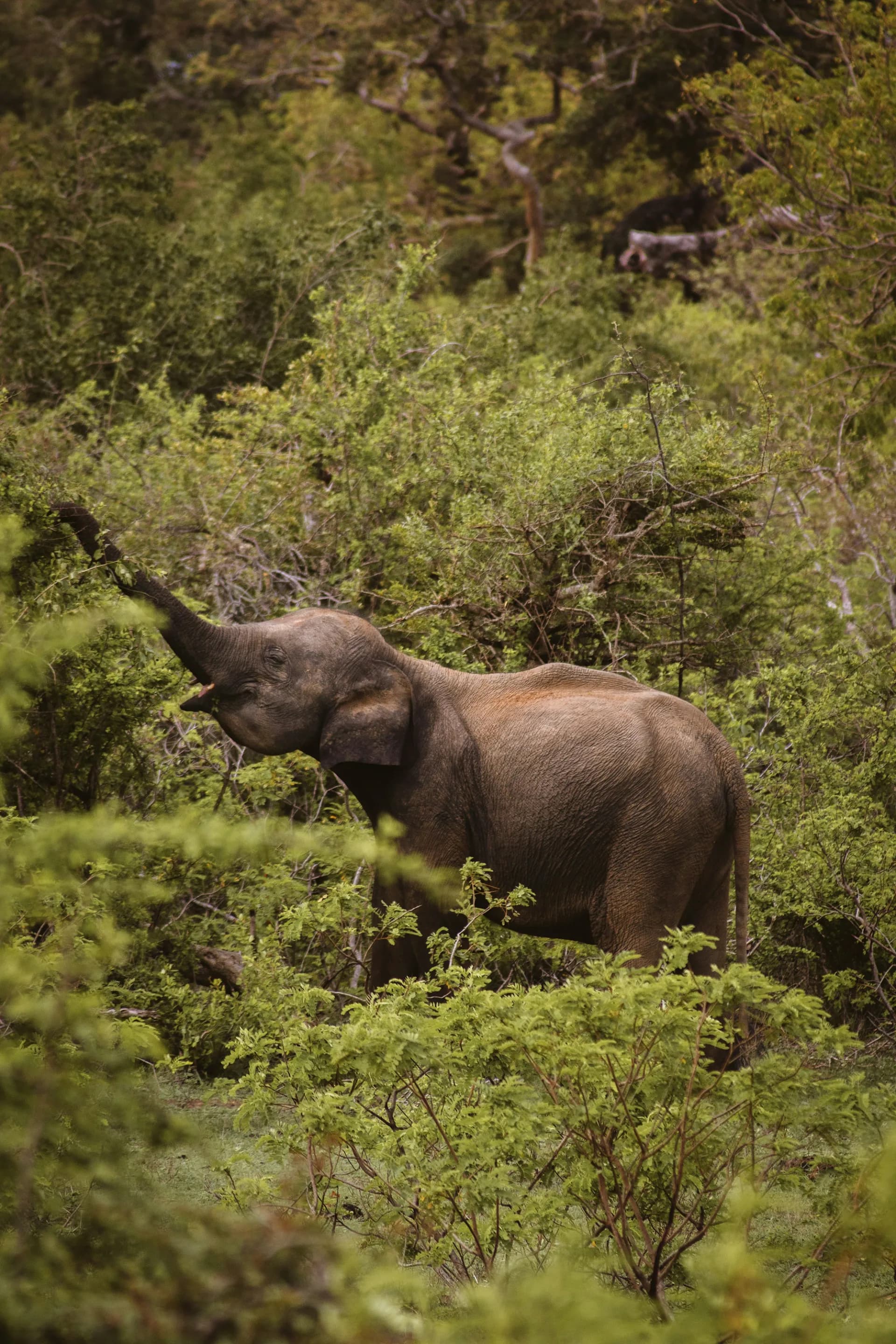 Wild Elephant