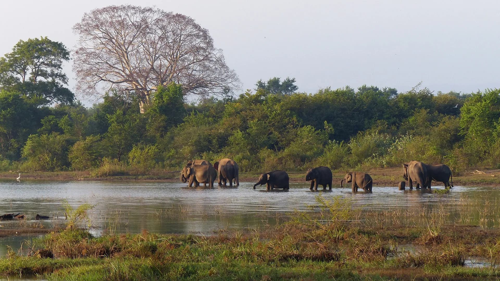 Elephant Gathering