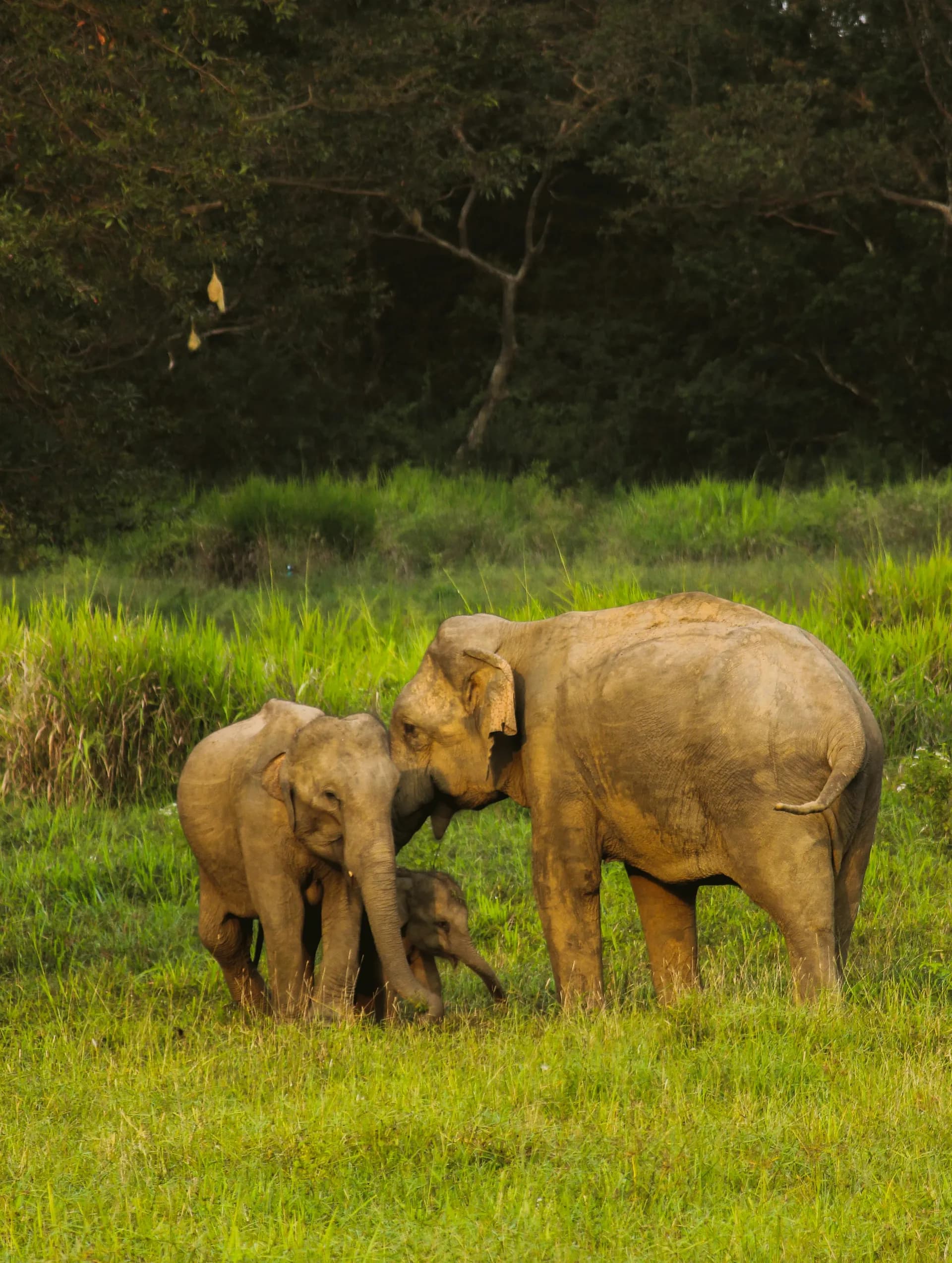 Elephant Family