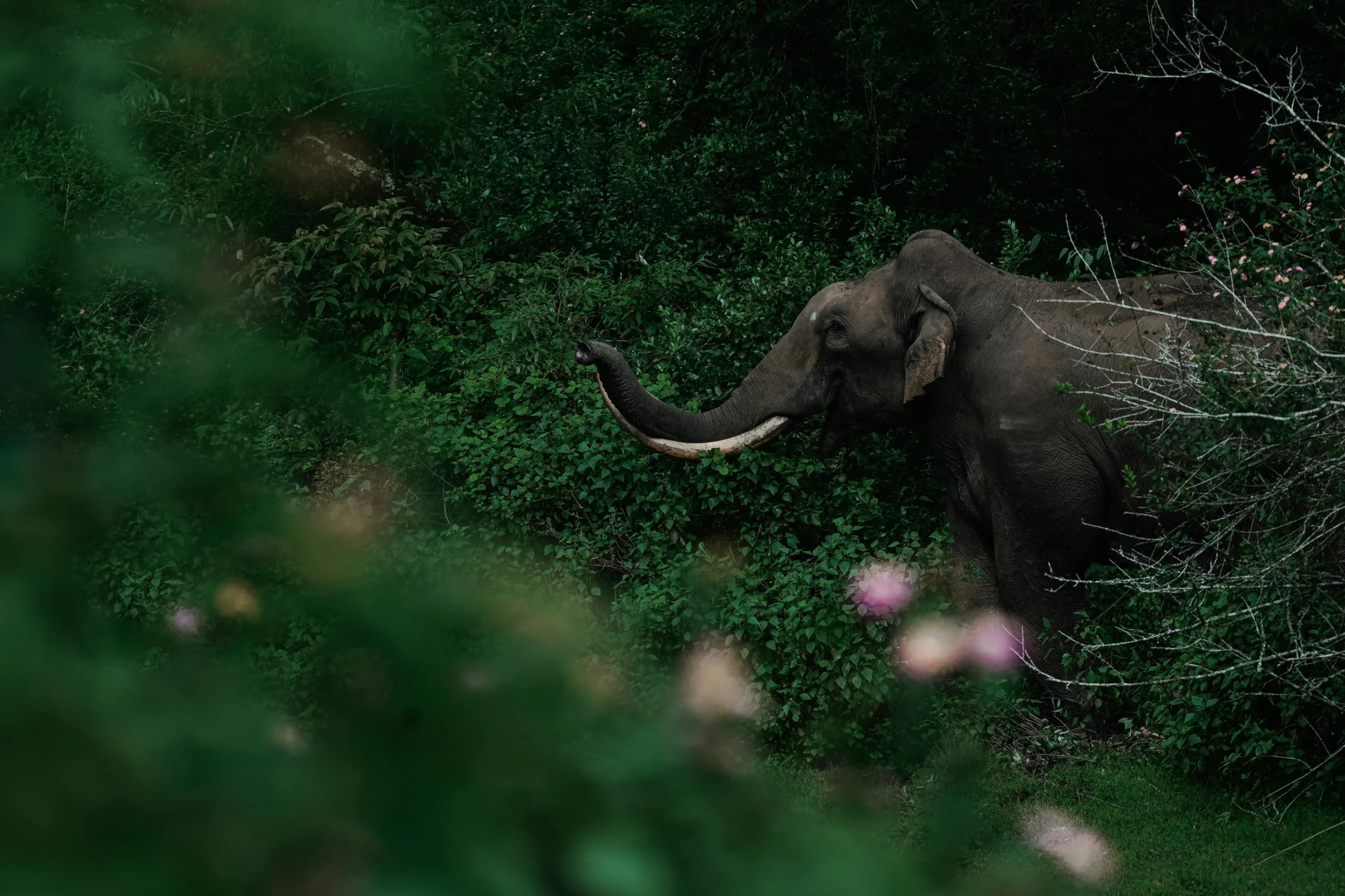 Ceylon Jay Travels — Sri Lanka landscapes and experiences