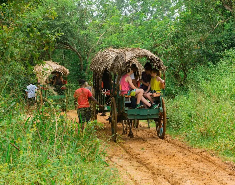 Sinharaja Rainforest image