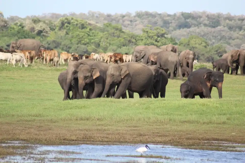 Wild elephants gathering at Kaudulla National Park reservoir