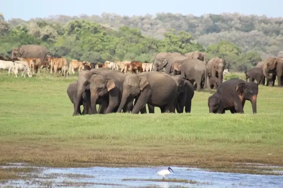 A herd of wild elephants grazing on open grassland beside water in Kaudulla National Park